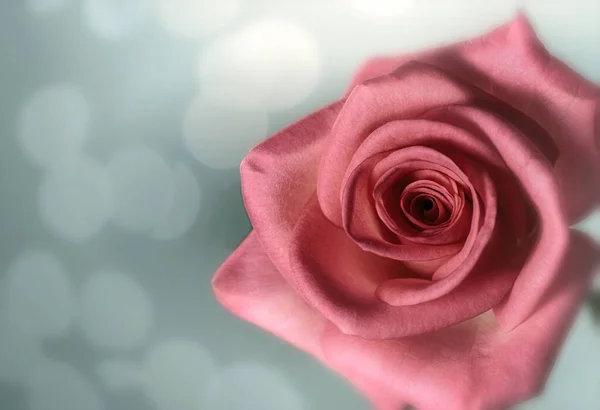 Einzelne rosa Rose mit warmen blauen Lichtern im Hintergrund — Stockfoto