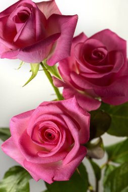 Üç renkli ve canlı pembe gül.