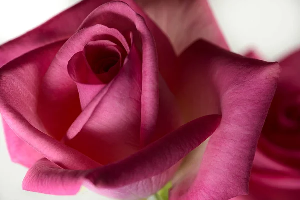 Weiche rosa Blume Rose in voller Blüte — Stockfoto