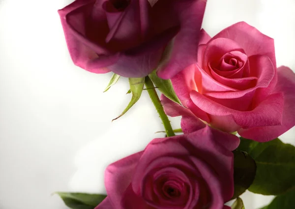 Drie kleurrijke en levendige roze rozen — Stockfoto