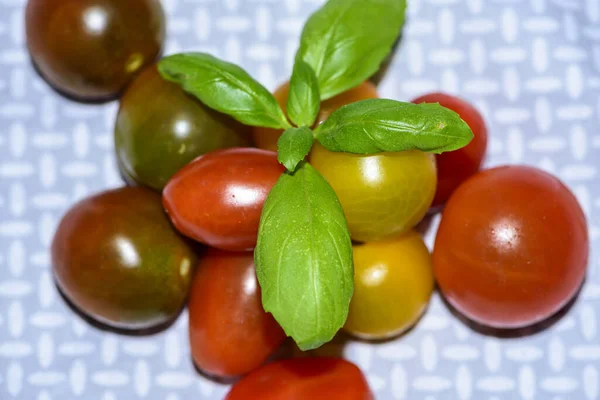 Grupa Pomidorów Wiśniowych Gałązką Ziół Bazylii — Zdjęcie stockowe