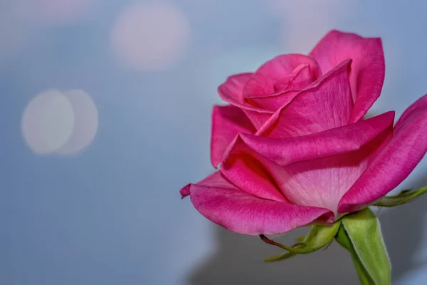 Ενιαία Ροζ Τριαντάφυλλο Μαλακό Μπλε Φόντο Bokah Και Απαλή Λάμψη — Φωτογραφία Αρχείου