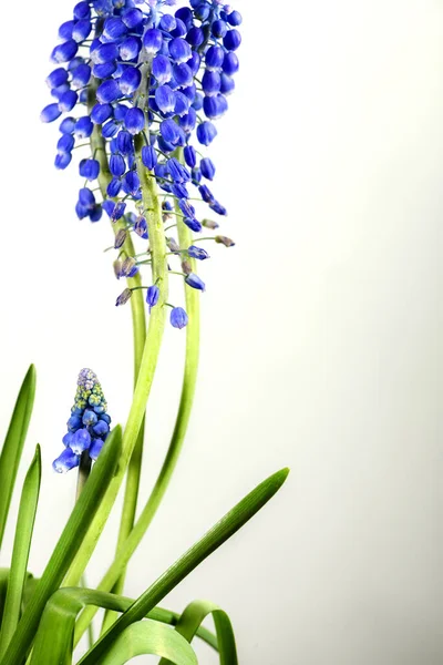 Δέσμη Λουλουδιών Muscari Μπουμπούκια Σχήμα Καμπάνας Λευκό Φόντο — Φωτογραφία Αρχείου