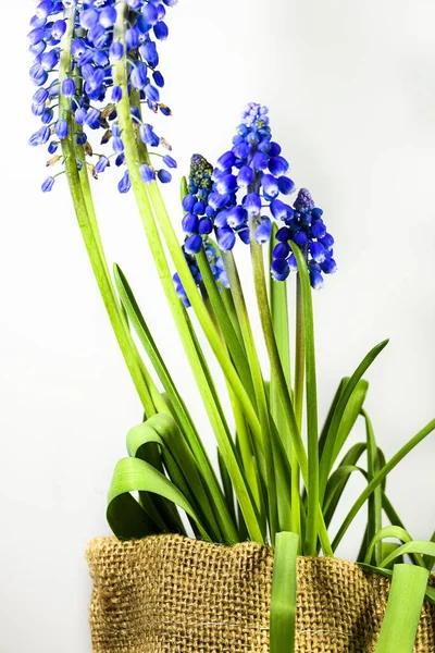 Kluster Muscari Blommor Med Klockformade Knoppar Vit Bakgrund Och Ryggsäck — Stockfoto