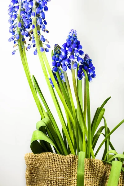 Cluster Van Muscari Bloemen Met Klokvormige Toppen Een Witte Achtergrond — Stockfoto