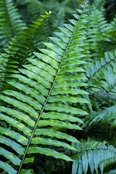 Vibrant Green Fern Plant Lush Tropical Forests Puerto Rico — Stock Photo, Image