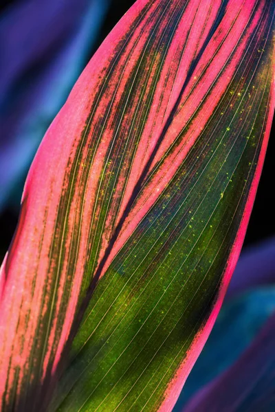 Primo Piano Una Pianta Cordyline Chiamata Anche Campione Rosa Originaria — Foto Stock