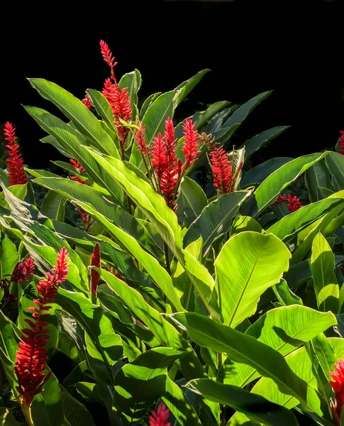 Skupina Kvetoucích Červených Zázvorových Keřů Tmavým Pozadím Původem Ostrova Puerto — Stock fotografie