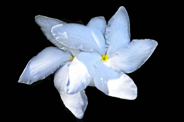White Frangipani Flower Pinwheel Shape Black Background — Stock Photo, Image