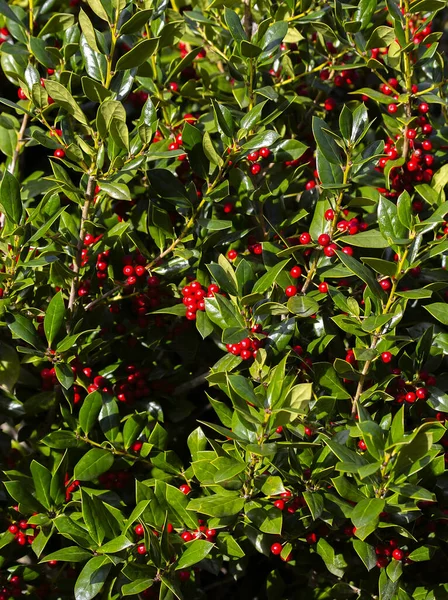 Große Stechpalme Mit Roten Beeren Nordflorida — Stockfoto