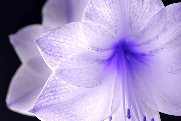 Day Lily Strălucire Violetă Fundal Negru Moale — Fotografie, imagine de stoc