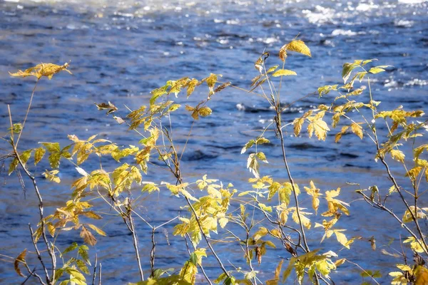 Golden Maple Leaves Autumn Shore North Carolina River — Stock Photo, Image