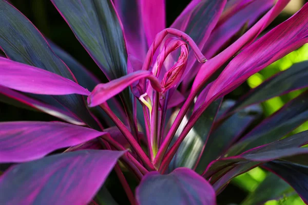 Abstraktní Pohled Rostlinu Cordyline Také Nazývanou Růžový Šampion Původem Tropů — Stock fotografie