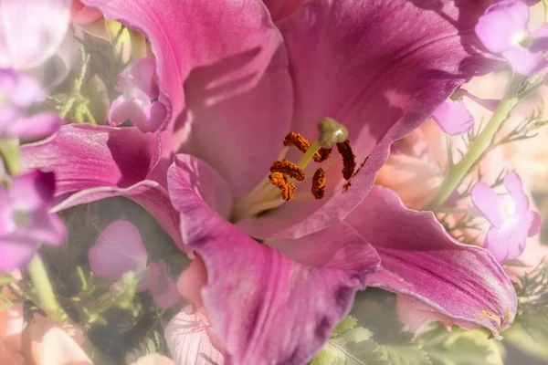 Živý Růžový Den Lilie Měkkou Záři Okolních Růžových Květin Jarní — Stock fotografie