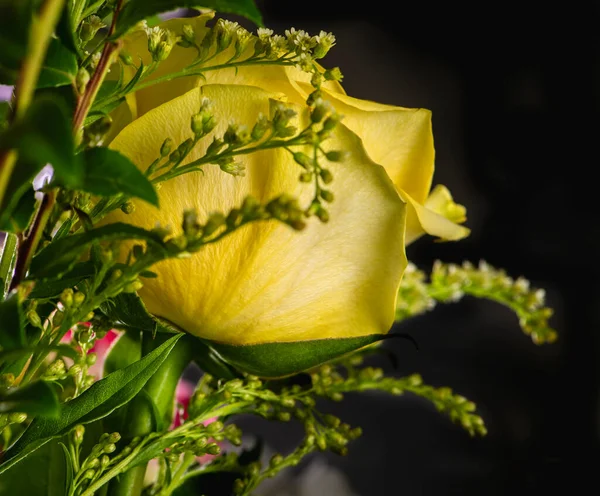 Bright Blooming Yellow Rose Bouquet Fresh Flowers Black Background — Stock Photo, Image