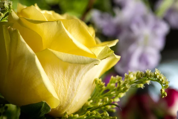 Žhavá Žlutá Růže Kvetoucí Čerstvé Kytici Květin — Stock fotografie