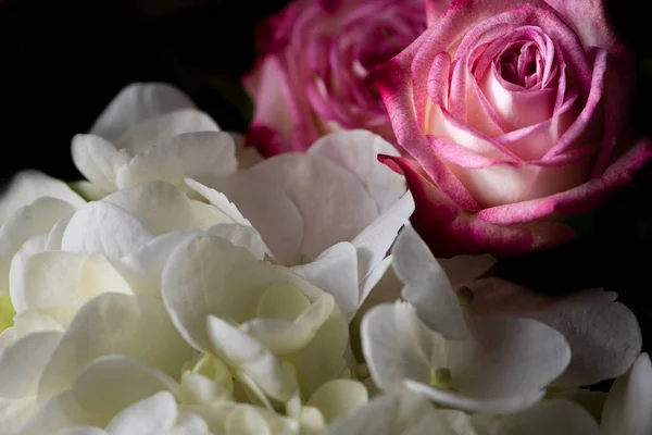 Pár Růžových Kvetoucích Růží Bílá Hortenzie Květina Černém Pozadí — Stock fotografie