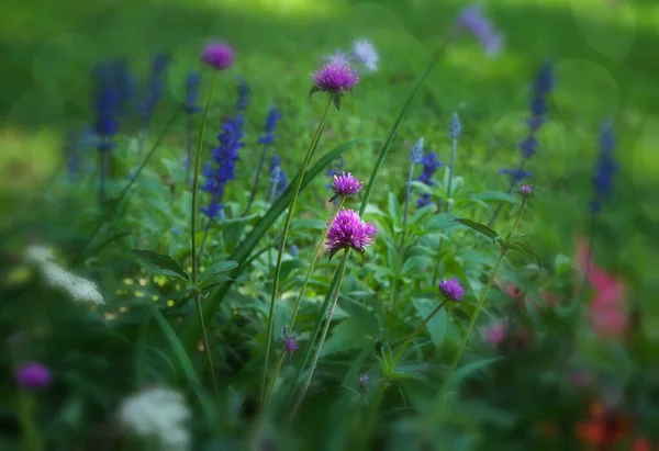 Barevná Zahrada Divokých Květin Měkkou Bokeh Září — Stock fotografie