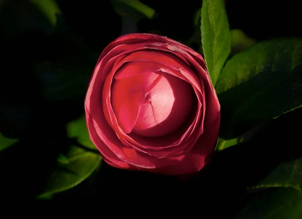 Blooming Red Camellia Flower Dark Green Leaves Black Background — Stock Photo, Image