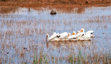 Flock of white pelicans swimming to find food in the marshlands of Florida clipart