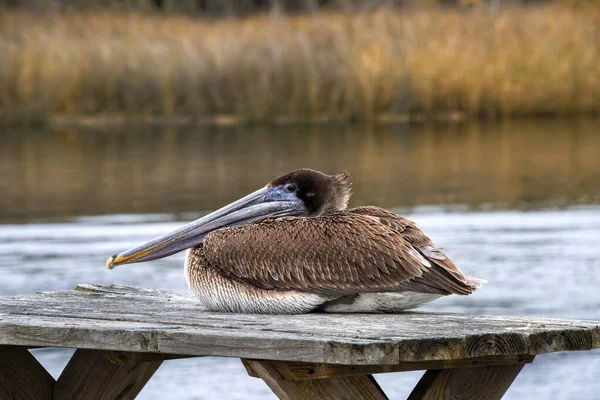 Pelicano Marrom Imaturo Descansando Uma Mesa Natureza — Fotografia de Stock