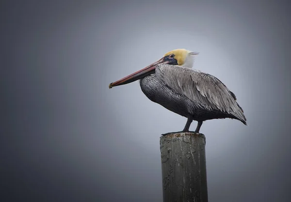 Erwachsener Brauner Pelikan Ruht Auf Einer Stange Mit Weichem Hintergrund — Stockfoto