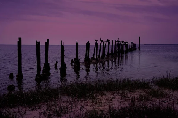 Pelikaner Vilar Stolpar Marks River Norra Florida — Stockfoto