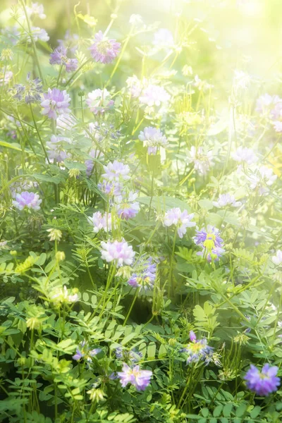 柔らかい焦点のスタイルで日当たりの良い庭のピンクと紫の野の花 — ストック写真
