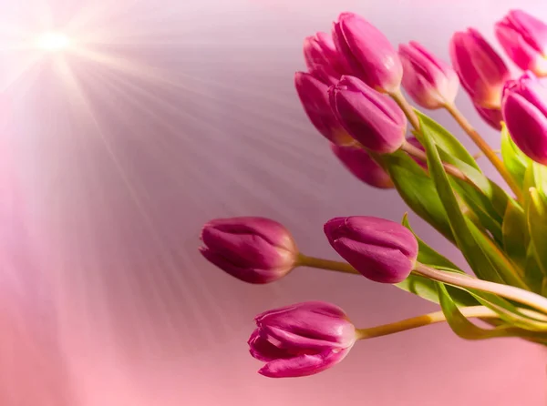 Rózsaszín Tulipán Csokor Napsugárral — Stock Fotó