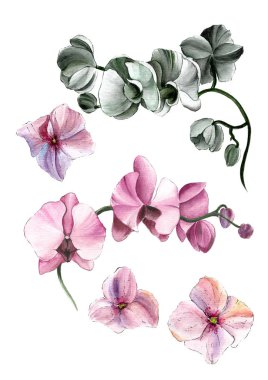 Beyaz arka planda izole orkideler ve ortancalar.