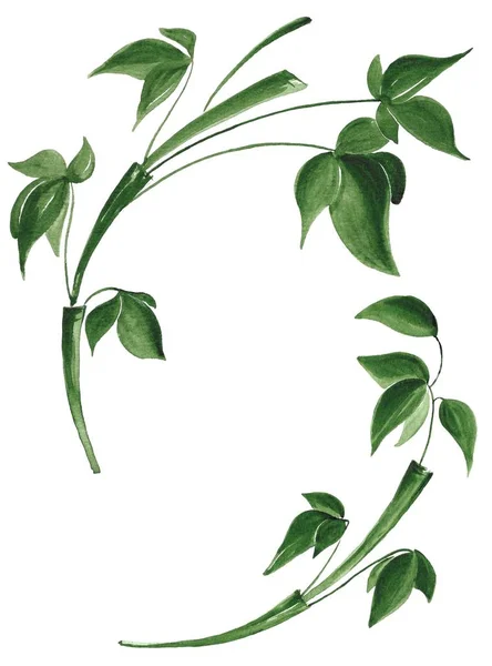 Isolated bamboo leaves on white background