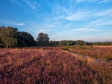 Sonbaharda mor heather