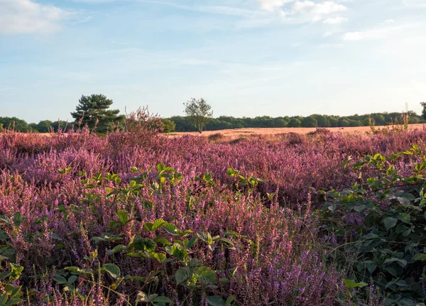 Purple heather in autumn — Stock Photo, Image