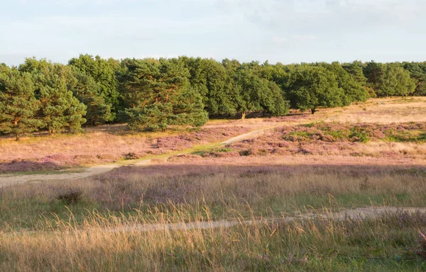 Purple heather in autumn — Stock Photo, Image