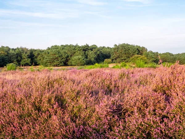 Lila heather ősszel — Stock Fotó