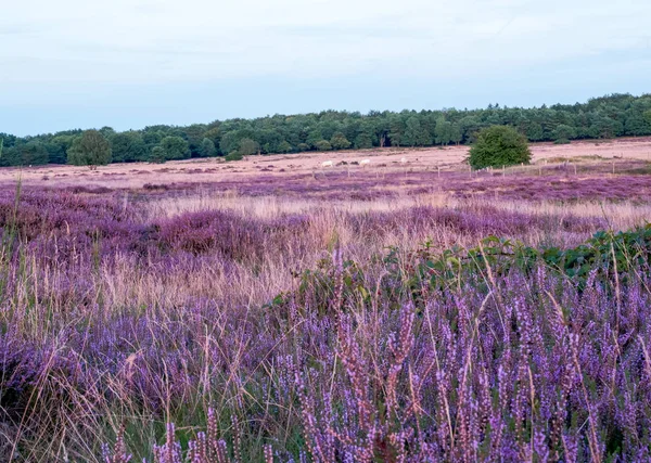 Purple heather in autumn — Stock Photo, Image