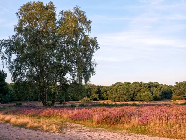 Purple heather in autumn — Stock Photo, Image