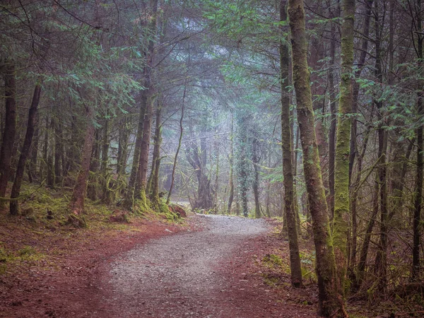 Galloway Park, İskoçya'da orman yolu — Stok fotoğraf