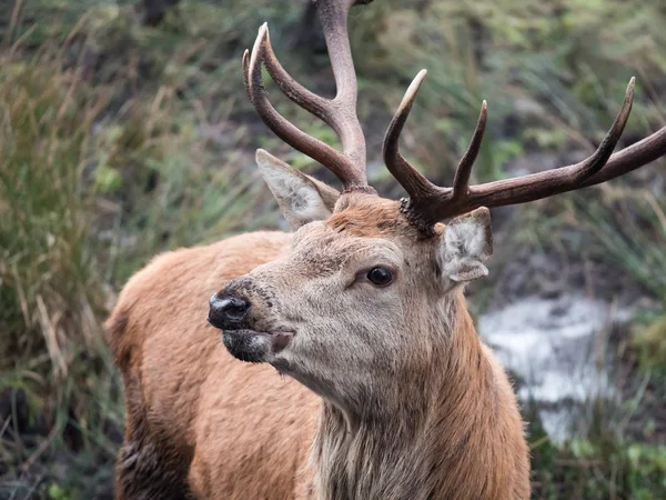 Red deer stag — Stock Photo, Image