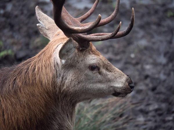 Red deer hert — Stockfoto