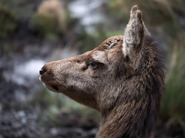 Dişi kırmızı geyik — Stok fotoğraf