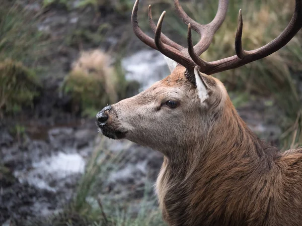 붉은 사슴 사슴 — 스톡 사진