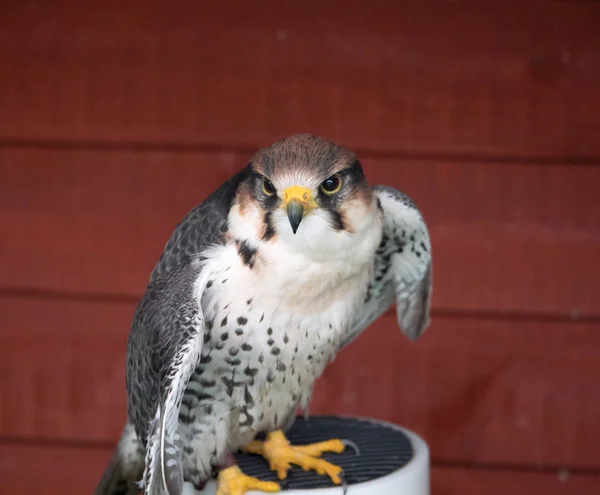 A Gyr Falcon — Stock Photo, Image