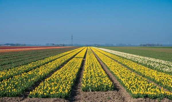 Campo di tulipani gialli nei Paesi Bassi — Foto Stock