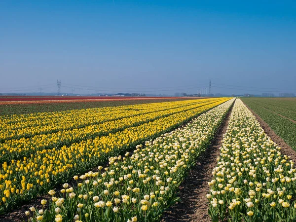 Champ de tulipes aux Pays-Bas — Photo
