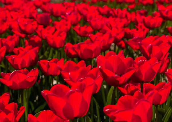 Backlit red tulips — Stock Photo, Image