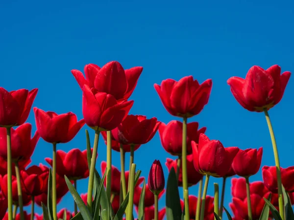 Rode tulpen en blauwe lucht — Stockfoto