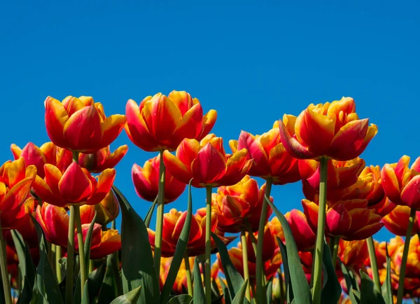 Oranje en rode tulpen en blauwe hemel — Stockfoto