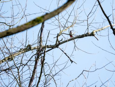 Bir ağaç dalı üzerinde büyük benekli ağaçkakan