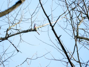 Bir ağaç dalı üzerinde büyük benekli ağaçkakan